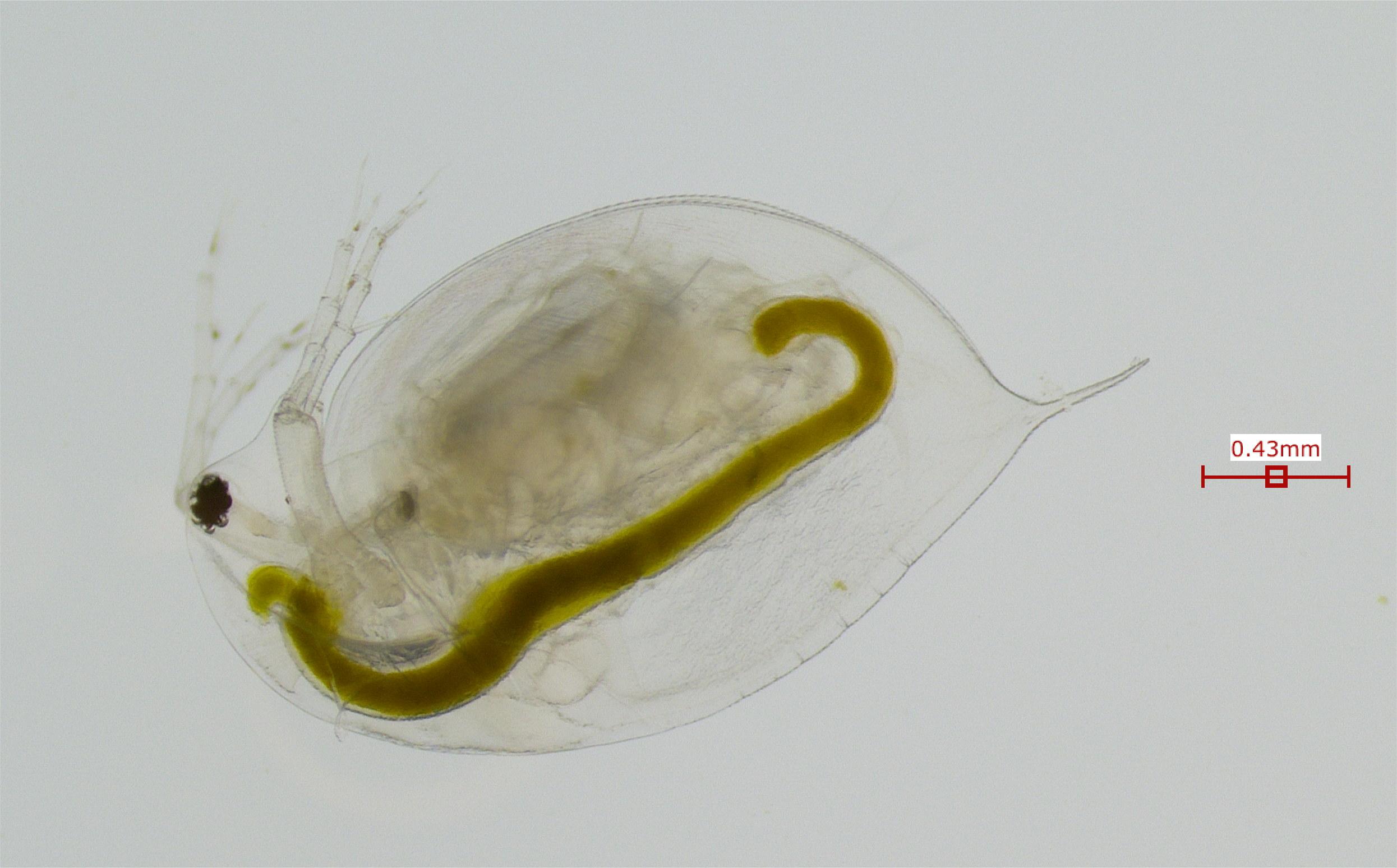 Daphnia pulex